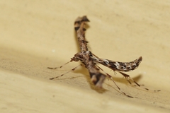 Amblyptilia acanthadactyla