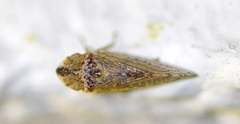 Xerophloea peltata