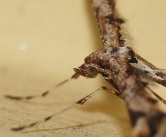 Amblyptilia acanthadactyla