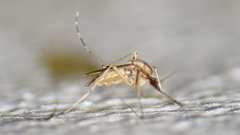 Aedes dorsalis