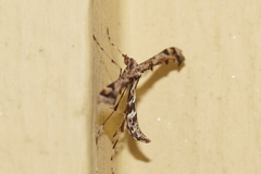 Amblyptilia acanthadactyla