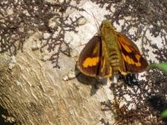 Potanthus pseudomaesa