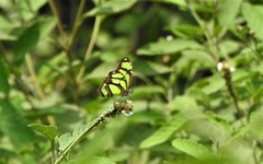 Philaethria wernickei