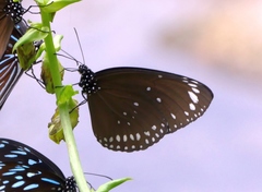 Euploea crameri