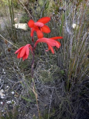 Watsonia spectabilis