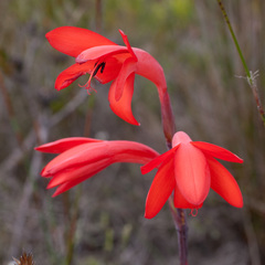 Watsonia spectabilis