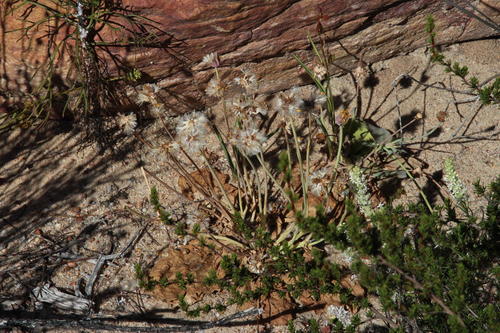 Othonna petiolaris