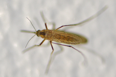 Aedes dorsalis