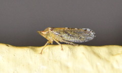 Xerophloea peltata