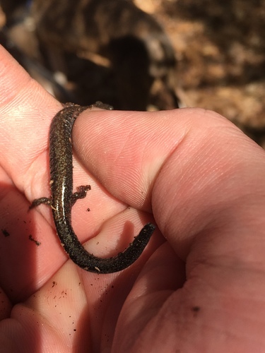 Plethodon richmondi