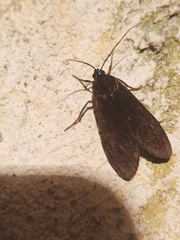 Aclytia ventralis