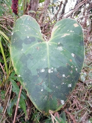 Anthurium roseospadix
