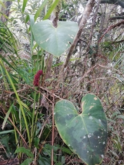 Anthurium roseospadix