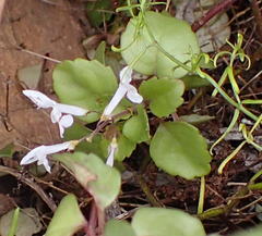 Plectranthus verticillatus