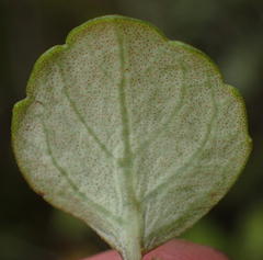 Plectranthus verticillatus