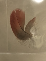 Tetrao urogallus