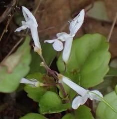 Plectranthus verticillatus
