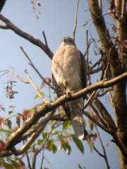 Accipiter badius