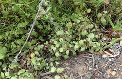 Plectranthus verticillatus