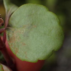 Plectranthus verticillatus