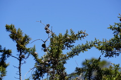 Cupressus pygmaea
