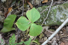 Trillium erectum