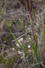 Watsonia spectabilis