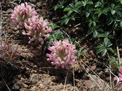 Trifolium macrocephalum