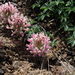 Trifolium macrocephalum - Photo (c) J Brew, algunos derechos reservados (CC BY-SA), uploaded by John Brew