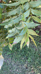 Carya illinoinensis
