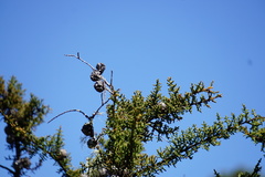 Cupressus pygmaea