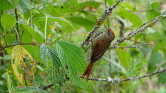 Cranioleuca curtata