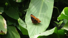 Oxeoschistus simplex