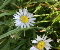 Bellis perennis