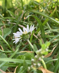 Bellis perennis