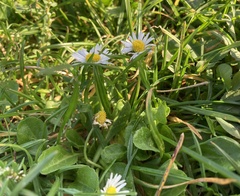 Bellis perennis