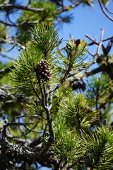 Pinus contorta bolanderi