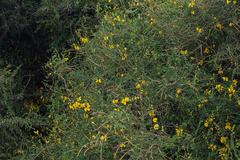 Senna longiracemosa