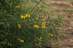 Senna longiracemosa
