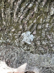 Flavoparmelia caperata