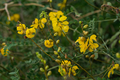 Senna longiracemosa
