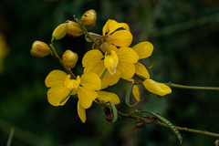 Senna longiracemosa