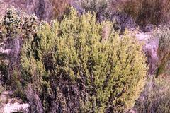 Aspalathus hirta hirta