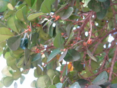 Ficus natalensis
