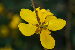 Senna longiracemosa