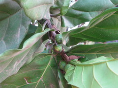 Ficus lyrata