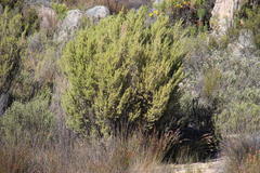 Aspalathus hirta hirta