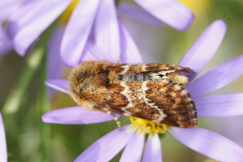 Northern Flower Moth photo 4