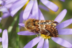 Schinia septentrionalis