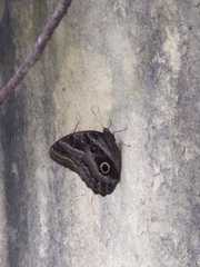 Caligo teucer insulanus